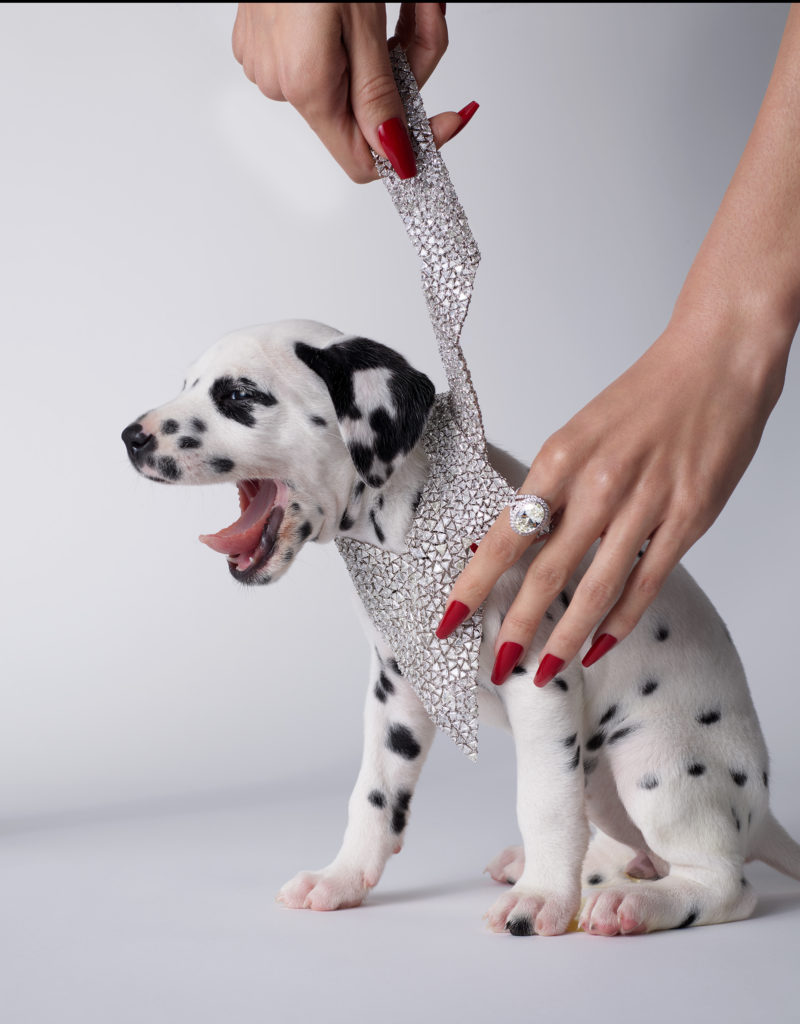 Isabelle Bonjean Citizen K Dalmatiens 7