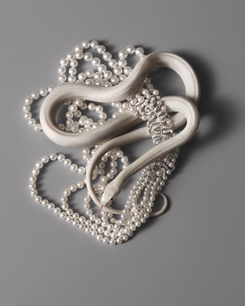 Isabelle Bonjean Faux Q Vipere 6